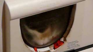 Staywell Magnetic Cat Flap Design Flaw [upl. by Nnovahs]