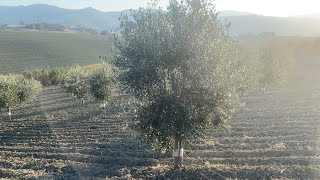 Potatura Olivo Formazione giovani piante [upl. by Oiratno]