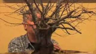 Walter Pall  Tree critique Carpinus orientalis [upl. by Ainorev]