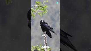 Smartest Bird Crow 🐦 STAIN facts shortsfeed science birds viralreels trending factsmine [upl. by Airednaxela]