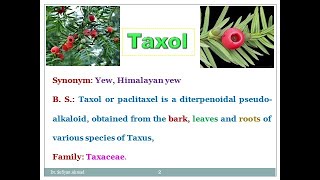 Industrial production estimation and utilization of Taxol Paclitaxel [upl. by Uah]