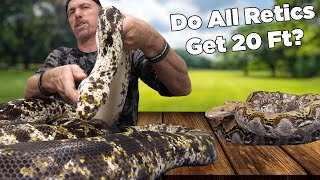 Do All Reticulated Pythons Grow 20ft long Giant Snakes and more critters [upl. by Farr177]