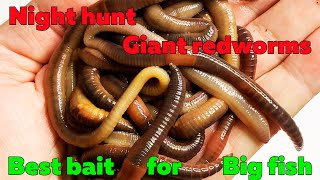 Hunting for giant redworms The best feeder bait [upl. by Fernald212]