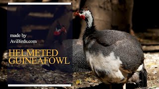 Helmeted Guineafowl Numida Meleagris [upl. by Ardiek896]