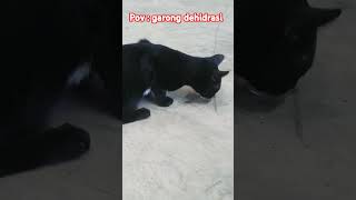 Hausgarong jilatin es kucing kucinglucu kucingimut [upl. by Hughes279]