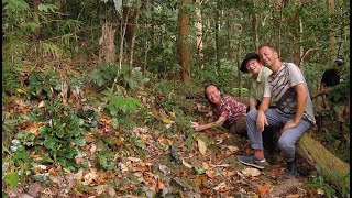 SUR LES TRACES DU quotBEGONIA BLANCIIquot  MALAISIE amp PALAWAN PHILIPPINES [upl. by Junia45]