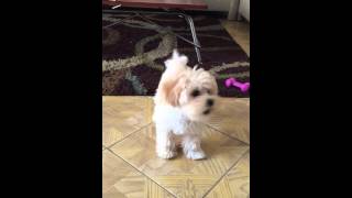 Baby maltipoo barking at toy [upl. by Zeralda]