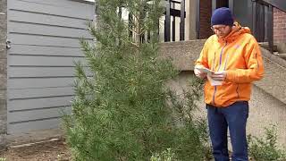 Umbrella pine Sciadopitys verticillata  Plant Identification [upl. by Jacklin]