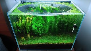 9 Months Update  Saving Amano Larvae NO filter NO CO2 NO Ferts 5 Gallon Nano Tank [upl. by Linskey96]