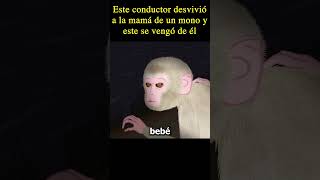 Este conductor desvivio a la mama de un mono y este datoscuriosos verpeliculas [upl. by Yllehs]