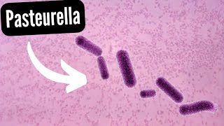 LA PASTEURELLA Bacteria del sistema respiratorio [upl. by Hafital]