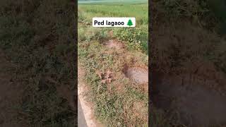 Ped lagaoo shorts youtube trending tree vairl india geography environment [upl. by Euqnimod]