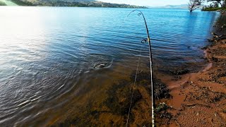 Incredible bank fishing at Lake Hume [upl. by Leahcam]