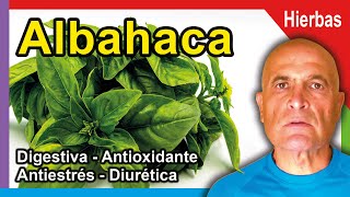 ALBAHACA ☘️ Propiedades Beneficios y Cómo consumirla 💜 [upl. by Lleoj186]