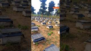 Lifestyle of Beekeeper honey bee plus honey bee keeper lifestyle honeybee beekeeper shortvideo [upl. by Pellet]