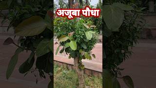 बरगद के पेड़ में चांदनी का पेड़ निकल आया👏Double Plant In Single Plant👍shorts youtubeshorts short [upl. by Tonie804]