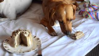 Miguitas Repostería Perruna tarta y brownies para perros [upl. by Yank]