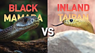 American Reacts to Black Mamba VS Inland Taipan  Whos More Deadly amp Powerful [upl. by The186]