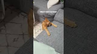 Ginger Snaps credsdustymdouglas cat funny kitten comedy [upl. by Rolyks426]