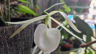 Brassavola nodosa quotPanamaquot [upl. by Ilwain]