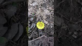 Coltsfoot Tussilago farfara1 [upl. by Selfridge800]