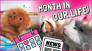 Guinea Pig NEWS Cage Spring Cleaning and Herd Updates VLOG [upl. by Rehctelf]