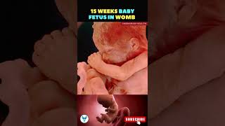 A life growing inside the womb  15 weeks fetus  Fetal growth baby shorts life [upl. by Johst]