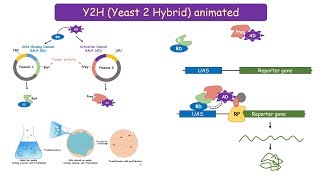 Yeast 2 Hybrid Y2H system protein protein interaction technique [upl. by Spalla]