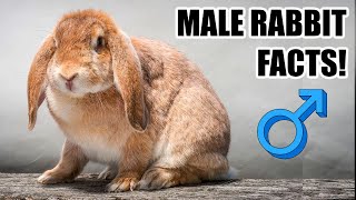 7 Facts About Male Rabbits You Should Know [upl. by Biondo]