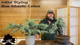 Creating Bonsai from Nursery Stock  Atlantic Cedar  Greenwood Bonsai [upl. by Nylanna]