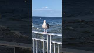 Kolobřeh Polsko  Kołobrzeg Poland 🌊🌞❤️ [upl. by Stratton]