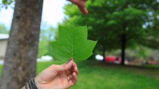 The American Tulip Tree [upl. by Stanwin]