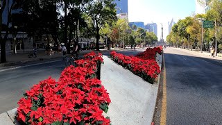 El paseó de la reforma se llenó de flores de nochebuenaCiudad de México 2024 [upl. by Ifen666]