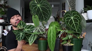 My Anthurium Collection  How To Care For Anthuriums  Rare Houseplants [upl. by Westberg]