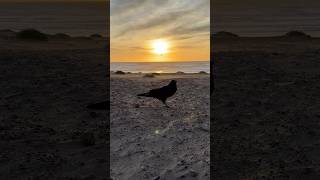 Ravens at Sunset oceanbeach sanfrancisco ravens corvids pacificocean birds nature [upl. by Amabel]