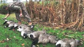 Goose shooting in Kent [upl. by Lehcir]