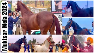 Muktsar Horse Fair 2024 Vlog  Marwari Horses Super Stallions amp Fancy Tents [upl. by Nawj]