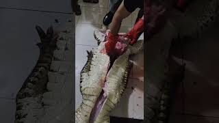 Hundreds of pounds of big crocodiles crocodile seedlings crocodile meat direct supply from the so [upl. by Yeldahc]