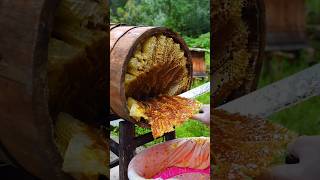 Extreme Honeycomb harvesting 🍯 Harvesting honey from beehive 🐝 EP27 shorts trending satisfying [upl. by Liew]