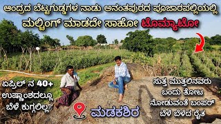 Successful Tomato crop even during peak summer temperature of 42°c in Ananthapur  Andra Pradesh [upl. by Jaenicke609]