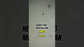 HEWAN KEPIK YANG BAU [upl. by Ykcor]