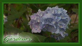 Hydrangea Trail  Volunteer Gardener [upl. by Aniz]