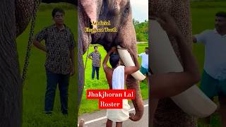 Art ficial elephant thooth tiger dog elephant doglover animals funny Jhakjhoran Lal [upl. by Yam]