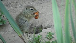 So süß Kleines Ziesel frisst im Nürnberger Tiergarten [upl. by Machos]