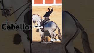 lea vicens caballos rejoneo [upl. by Kulseth]