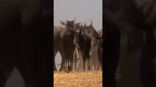 Crocodile Snatches Wildebeest 🐊 [upl. by Madora]