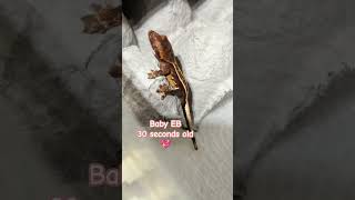 Baby Gecko Seconds old gecko reptiles pet [upl. by Tavis429]