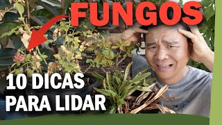 FUNGOS nas plantas  10 dicas para lidar com eles [upl. by Kuster108]