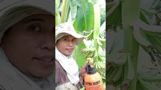 Lakatan farming1st blessings sa another area lakatan banana agriculture [upl. by Primrose18]