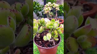 Cotyledon tomentosa plants bonsai garden aeonium nature gardening Cotyledon tomentosashorts [upl. by Linis545]